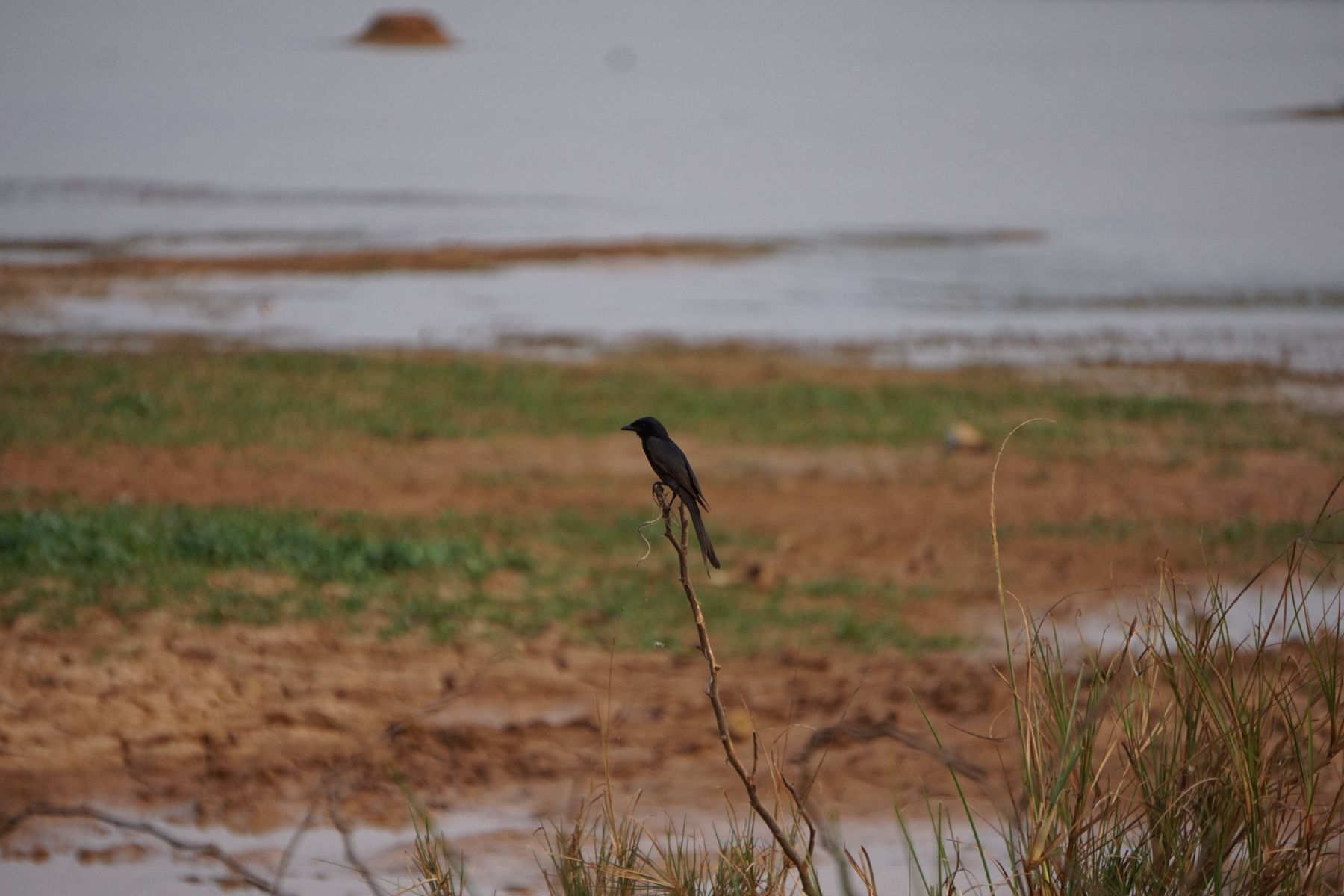 A black drongo perched on a dry twig beside a lake