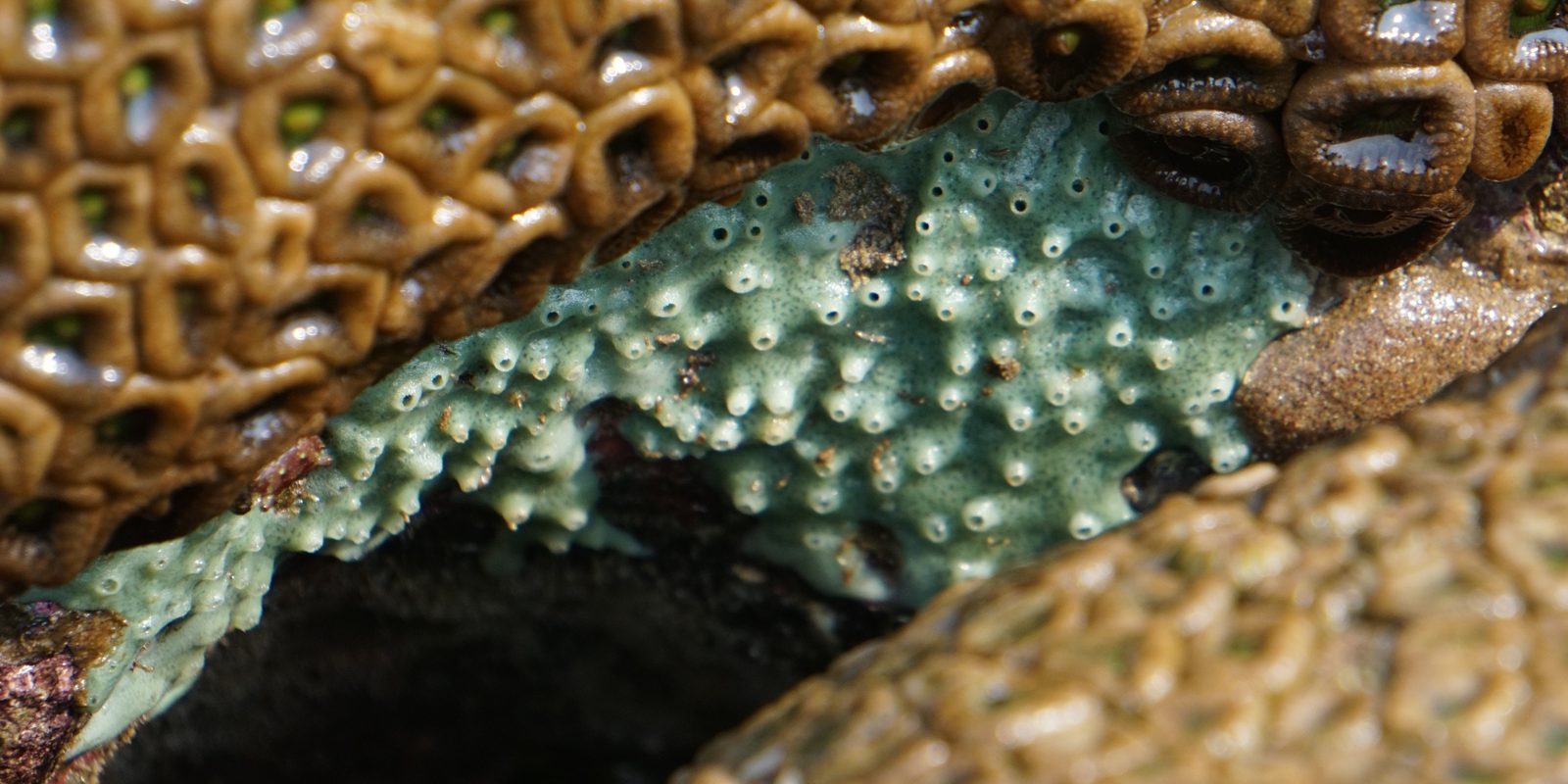 Zoanthids and a pale green sponge in a crack of an intertidal rock