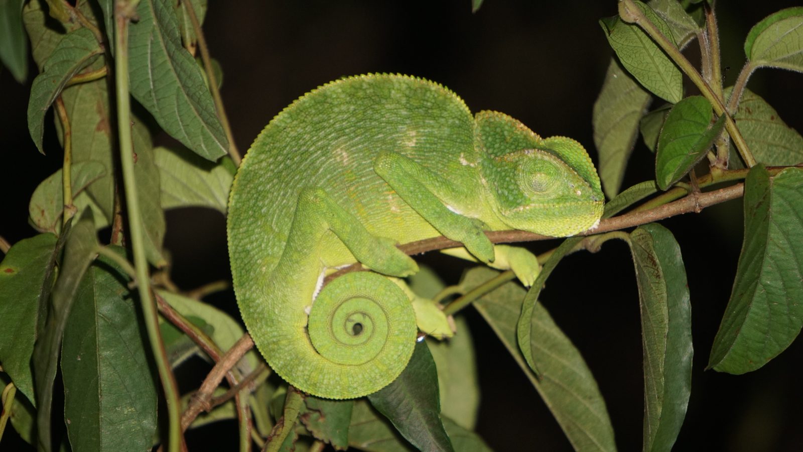 A green Indian chameleon asleep on a twig at night, tail curled
